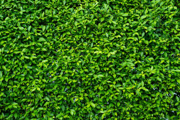 green leaves wall background, leaf wall nature background