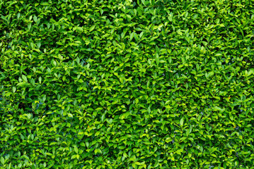 green leaves wall background, leaf wall nature background