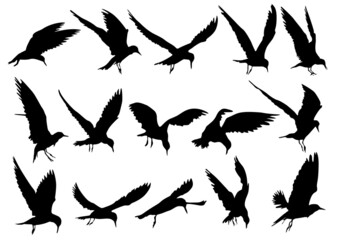 set of silhouettes of Tern birds