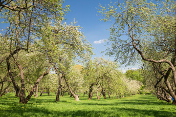 Obraz premium Apple orchards are in bloom in the spring. Lush green grass of the lawn and blue sky on the background