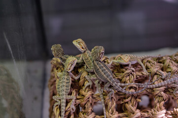 bearded dragon on ground with blur background