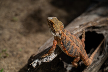 bearded dragon on ground with blur background