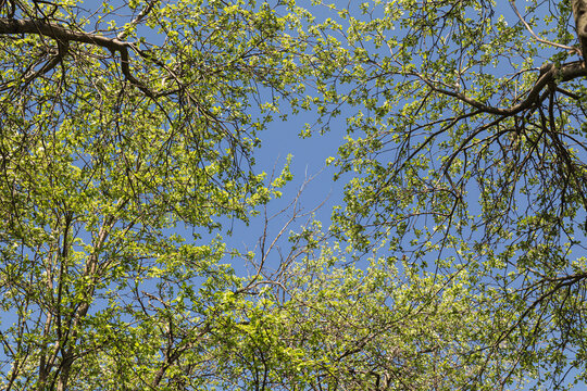 View up on the crowns of trees. Young juicy greens and apple blossoms