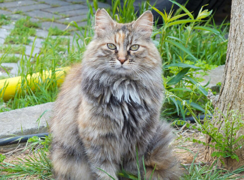 Portrait of the British Longhair is a medium-sized, semi-longhaired breed of domestic cat, looking into the camera, close-up cute adult cat image, Selective focus