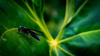 black fly on green leaf
