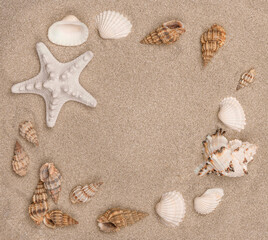 Close up of seashells on the sand.