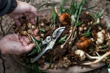 Flower bulbs of tulips, hyacinths, lilies and other flowers for planting in the soil in the hands of an elderly woman and in an iron dish. View from above. Gardening.