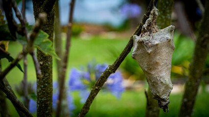 Obraz premium small cocoon in the garden