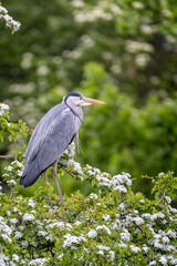 Close up of a Grey Heron perched in a tree full of white blossom - portrait format