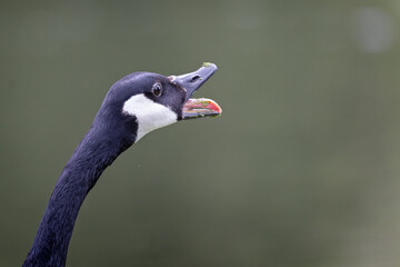 Close up of head of adult Canada Goose with beak wide open honking