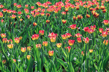Open flower bed with blooming red tulips. horticulture and floriculture