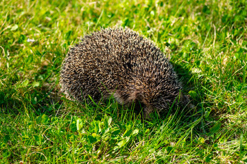 Little cute prickly hedgehog on green grass in garden.