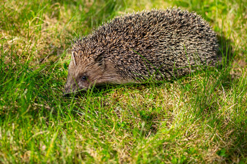 Little cute prickly hedgehog on green grass in garden.