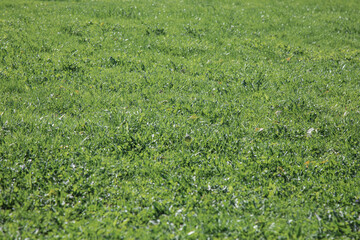 Manicured green grass lawn ready for mowing