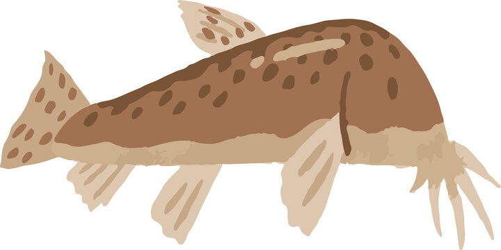 どじょう Images Browse 199 Stock Photos Vectors And Video Adobe Stock どじょう Images Browse 199 Stock Photos Vectors And Video Adobe Stock