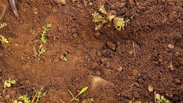 Blind snake digging in the soil.
It's a non venomous; It looks like a worm (worm snake)
Also called an Anatolian, Turkish Worm Lizard (Blanus strauchi)
Exotic reptile, Snake 
wildlife, wild nature