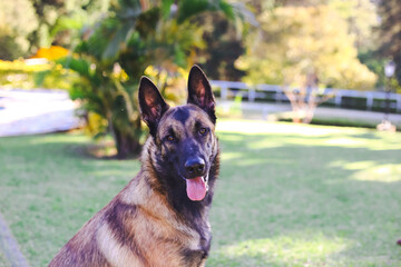 belgian malinois shepherd dog