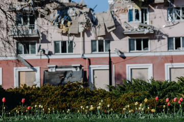 Red and yellow tulips on the background of the damaged Hotel Ukraine in the Ukrainian city of Chernihiv near Kiev in northern Ukraine in 2022.