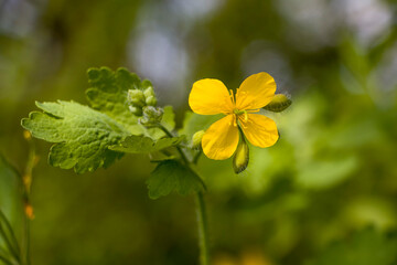 Fototapeta premium Flower Chelidonium. Chelidonium wild plant, taken in the spring in a natural environment. The concept of medicinal herbs. selective focus.