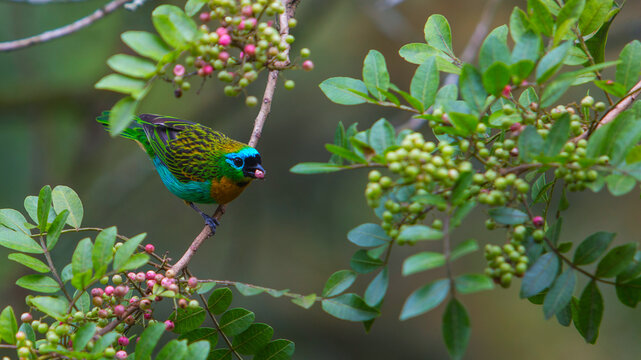 sa&iacute;ra verde