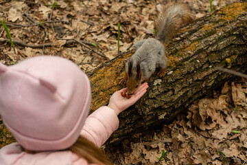Child feeds gray fluffy squirrel nuts from his hands in spring forest.