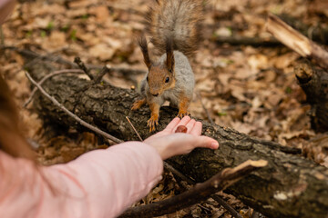 Child feeds gray fluffy squirrel nuts from his hands in spring forest.