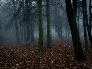 Obraz premium Dark forest in thick fog. Creepy forest at dawn. Atmospheric autumn woods. 