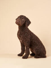 Sweet Spanish Water Dog puppy on a brown background. Portrait of a pet in a photo studio