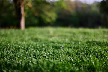 Fototapeta Fresh green grass in an alpine meadow in sunlight obraz