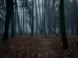 Obraz premium Dark forest in thick fog. Creepy forest at dawn. Atmospheric autumn woods. 