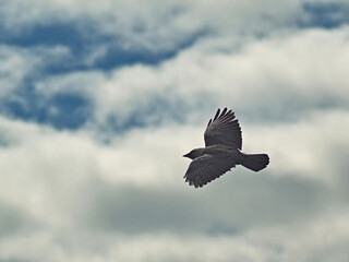 Jackdaw (Corvus monedula) in flight.