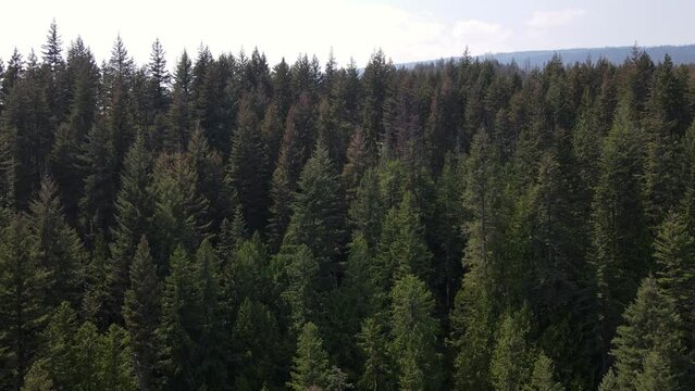 Beautiful, lush forest near Margaret Falls in the scenic Herald Provincial Park in British Columbia, Canada. Rising aerial shot 