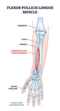 Flexot pollicis longus muscle and human arm bones outline diagram. Labeled educational anatomy scheme with palm distal phalanges skeleton for hand twist movement muscular system vector illustration.