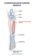 Flexor hallucis longus muscle with human leg and foot bones outline diagram. Labeled educational physiology scheme with feet phalanges and metatarsal skeletal and muscular system vector illustration.