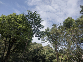 wall forest path floor stone flower foliage tree trunk bush fountain water wood sky cloud blue green colorful nature rockery detail tropical landscape paradise