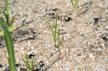 garlic sprouts planted in the bed. vegetable garden in spring