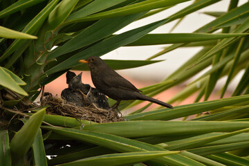 Mirlo dando de comer a sus polluelos en el nido
