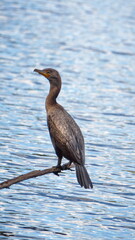 Double-crested cormorant (Phalacrocorax auritus) perched on a stick in a pond, in a park in Fort Lauderdale, Florida, USA