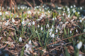 field of snowdrops bathed in the western sun growing in a deciduous forest and beautifying the day. A flower that awakens love in families with children and awakens nature