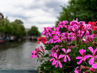 Obraz premium Flowers over a bridge in Amsterdam