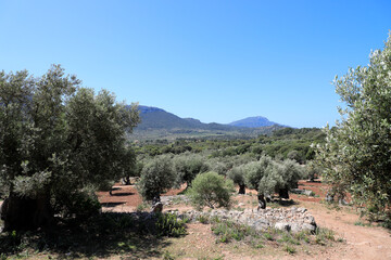 Campo de olivos en las monta&ntilde;as de la Serra de Tramuntana de la isla de Mallorca (Islas Baleares, Espa&ntilde;a)