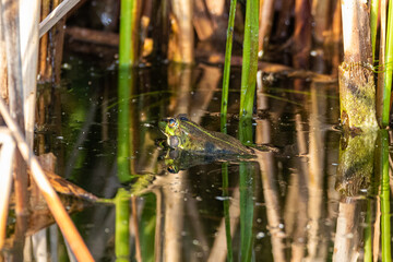 green frog on the surface of a pond