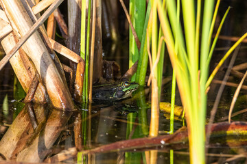 green frog on the surface of a pond