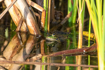 green frog on the surface of a pond