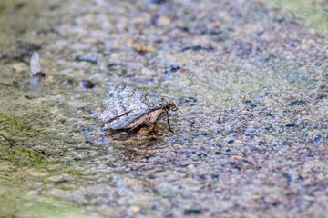 butterfly on the muddy bank of a pond