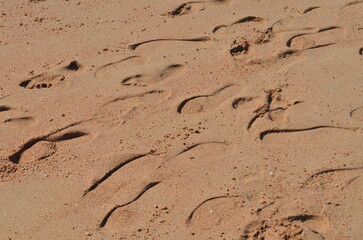Fototapeta na wymiar Footprints in pinkish wet beach sand. Background. Texture. Dahab, Egypt.