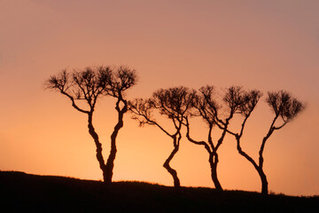 Fototapeta na wymiar silhouettes of trees at sunset in africa, minimalistic landscape