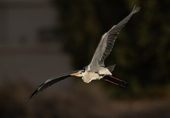 Grey Heron flying in the morning hours at Tubli bay, Bahrain