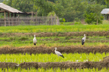 Obraz na płótnie Canvas Open-billed stork in rice field