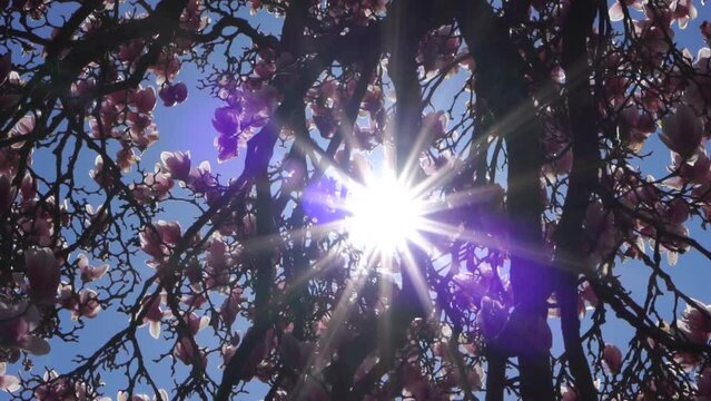 Beautiful Magnolia Tree With Sun And Blossoms.
